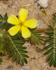 Fotografia da espécie Tribulus terrestris