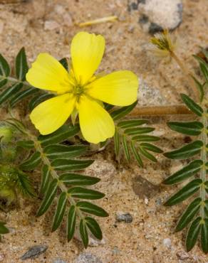 Fotografia 1 da espécie Tribulus terrestris subesp. terrestris no Jardim Botânico UTAD