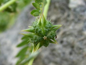 Fotografia da espécie Tribulus terrestris subesp. terrestris