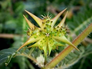 Fotografia da espécie Tribulus terrestris subesp. terrestris