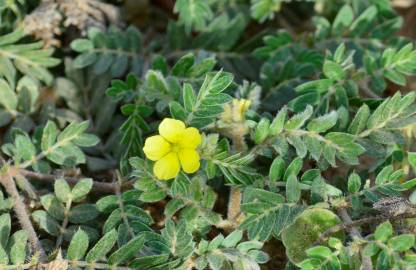 Fotografia da espécie Tribulus terrestris subesp. terrestris