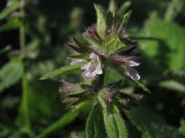 Fotografia da espécie Stachys arvensis