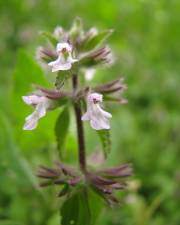 Fotografia da espécie Stachys arvensis