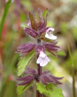 Fotografia 7 da espécie Stachys arvensis no Jardim Botânico UTAD