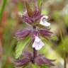 Fotografia 7 da espécie Stachys arvensis do Jardim Botânico UTAD