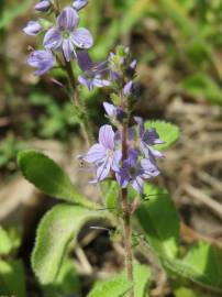 Fotografia da espécie Veronica officinalis