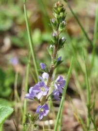 Fotografia da espécie Veronica officinalis