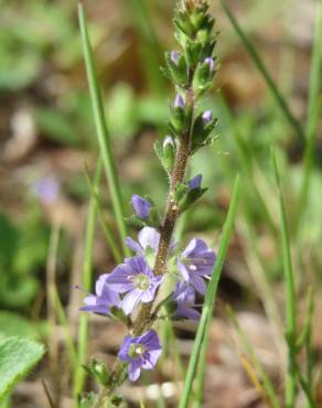 Fotografia 4 da espécie Veronica officinalis no Jardim Botânico UTAD