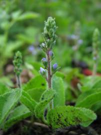 Fotografia da espécie Veronica officinalis