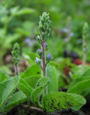 Fotografia 5 da espécie Veronica officinalis no Jardim Botânico UTAD