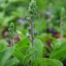 Fotografia 5 da espécie Veronica officinalis do Jardim Botânico UTAD