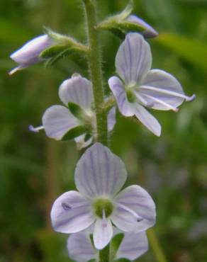 Fotografia 6 da espécie Veronica officinalis no Jardim Botânico UTAD