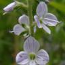 Fotografia 6 da espécie Veronica officinalis do Jardim Botânico UTAD