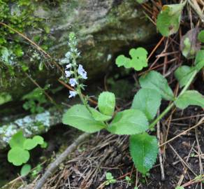 Fotografia da espécie Veronica officinalis