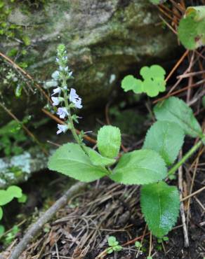 Fotografia 7 da espécie Veronica officinalis no Jardim Botânico UTAD