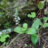 Fotografia 7 da espécie Veronica officinalis do Jardim Botânico UTAD