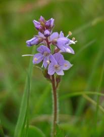 Fotografia da espécie Veronica officinalis