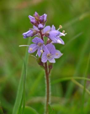 Fotografia 8 da espécie Veronica officinalis no Jardim Botânico UTAD