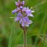 Fotografia 8 da espécie Veronica officinalis do Jardim Botânico UTAD