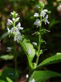 Fotografia da espécie Veronica officinalis