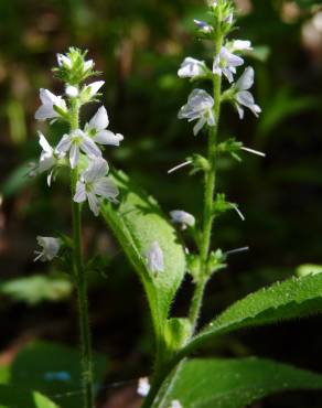 Fotografia 9 da espécie Veronica officinalis no Jardim Botânico UTAD