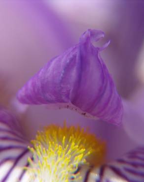 Fotografia 4 da espécie Iris germanica no Jardim Botânico UTAD