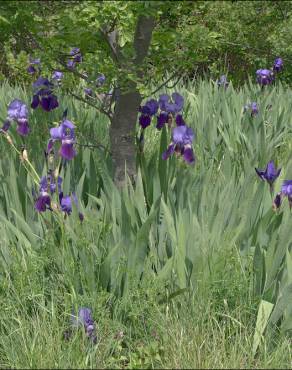 Fotografia 5 da espécie Iris germanica no Jardim Botânico UTAD