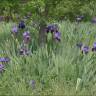 Fotografia 5 da espécie Iris germanica do Jardim Botânico UTAD