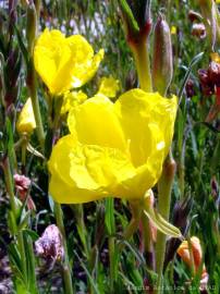 Fotografia da espécie Oenothera glazioviana