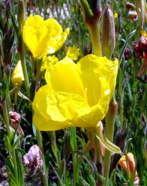 Fotografia 3 da espécie Oenothera glazioviana no Jardim Botânico UTAD