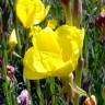 Fotografia 3 da espécie Oenothera glazioviana do Jardim Botânico UTAD