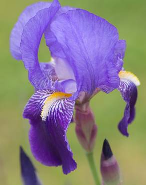 Fotografia 1 da espécie Iris germanica no Jardim Botânico UTAD