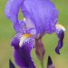 Fotografia 1 da espécie Iris germanica do Jardim Botânico UTAD