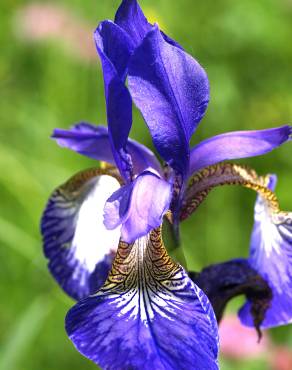 Fotografia 6 da espécie Iris germanica no Jardim Botânico UTAD