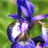 Fotografia 6 da espécie Iris germanica do Jardim Botânico UTAD