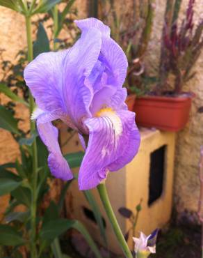 Fotografia 7 da espécie Iris germanica no Jardim Botânico UTAD