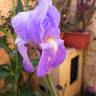 Fotografia 7 da espécie Iris germanica do Jardim Botânico UTAD
