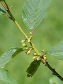 Fotografia da espécie Frangula alnus