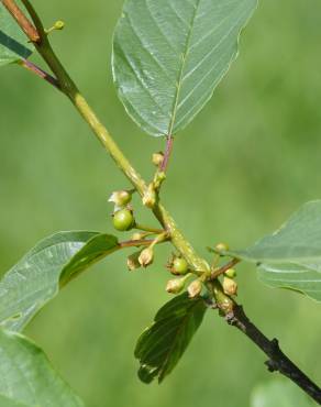 Fotografia 6 da espécie Frangula alnus no Jardim Botânico UTAD