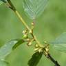 Fotografia 6 da espécie Frangula alnus do Jardim Botânico UTAD