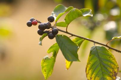 Fotografia da espécie Frangula alnus