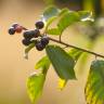 Fotografia 7 da espécie Frangula alnus do Jardim Botânico UTAD