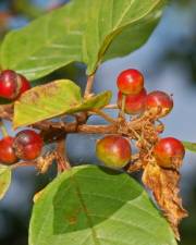 Fotografia da espécie Frangula alnus