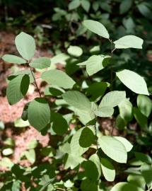 Fotografia da espécie Frangula alnus