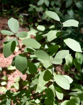 Fotografia 8 da espécie Frangula alnus no Jardim Botânico UTAD