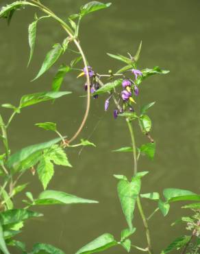 Fotografia 4 da espécie Solanum dulcamara no Jardim Botânico UTAD