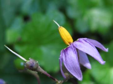 Fotografia da espécie Solanum dulcamara