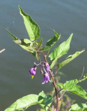 Fotografia 6 da espécie Solanum dulcamara no Jardim Botânico UTAD