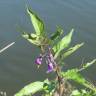 Fotografia 6 da espécie Solanum dulcamara do Jardim Botânico UTAD
