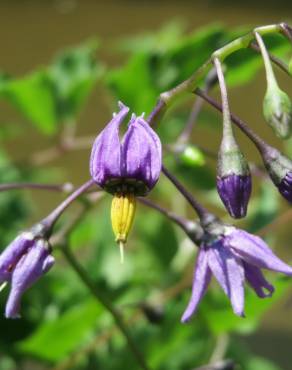 Fotografia 7 da espécie Solanum dulcamara no Jardim Botânico UTAD